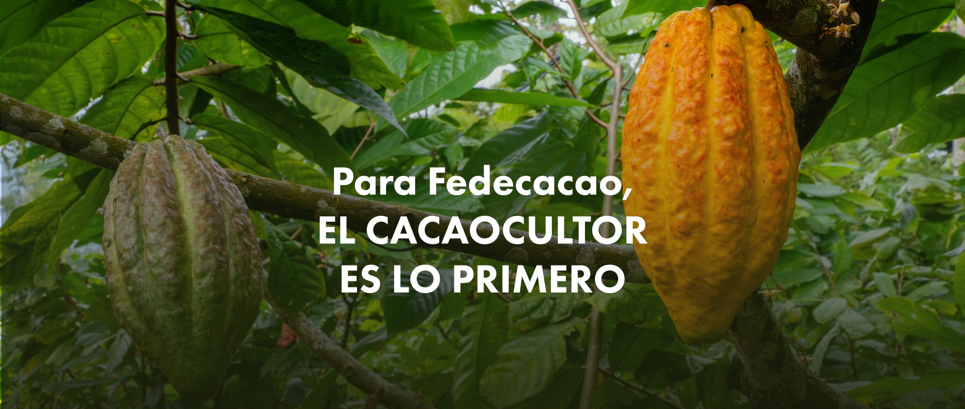 Para Fedecacao el Cacaocultor es lo Primero