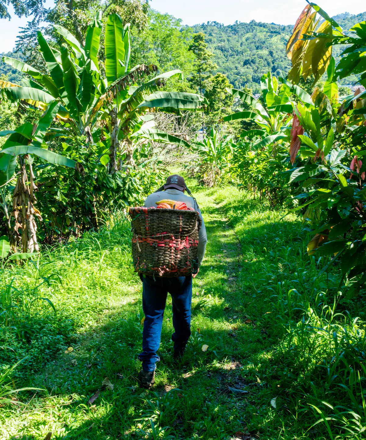Granos de cacao con cuchara de madera